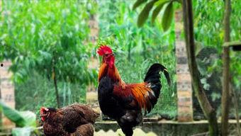 吸吮公鸡在线视频,吸吮公鸡视频引发热议