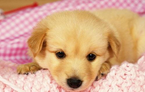 在线视频大狗狗,揭秘在线视频中的萌宠魅力