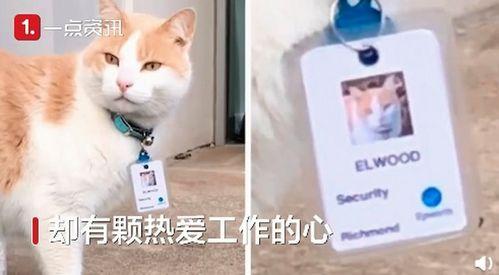 做你的猫在线视频,跟随我做你的猫，体验萌宠生活点滴